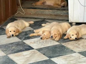 1-3 months Female Purebred Golden Retriever
