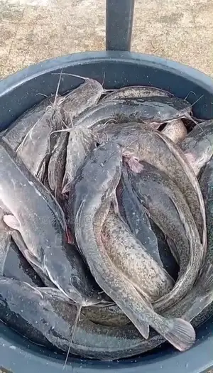 1kg and Above Catfish