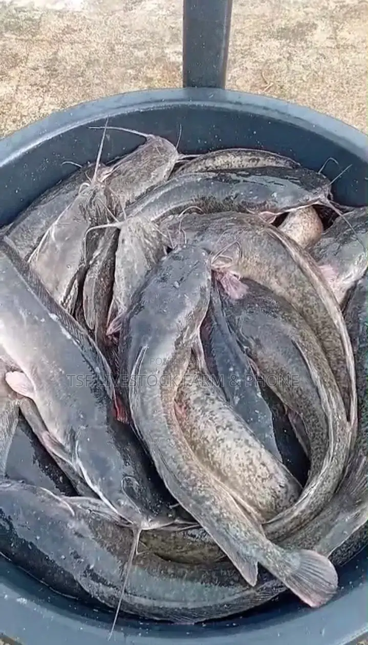1kg and Above Catfish