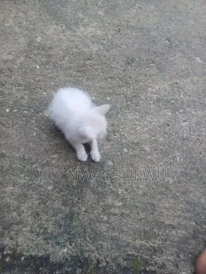 1-3 months Female Mixed Breed Cat