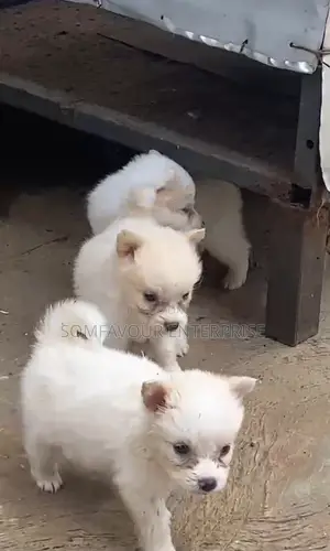1-3 months Female Purebred American Eskimo