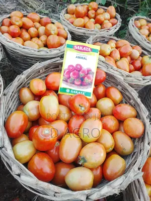 Amiral F1 Hybrid Tomato Seed