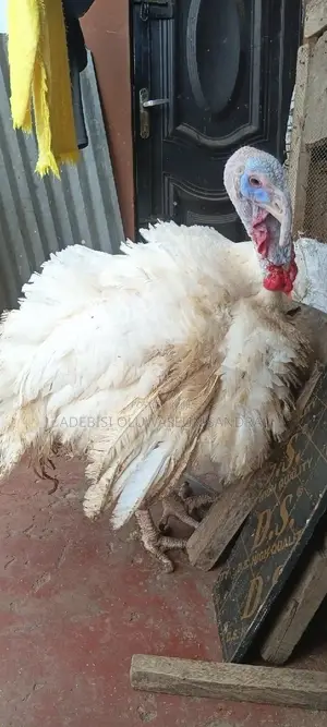 Imported Turkey