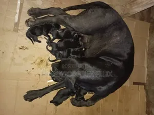 0-1 month Female Purebred Cane Corso