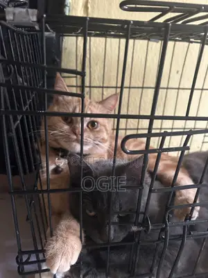 0-1 month Female Purebred British Shorthair