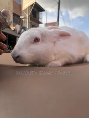 Pure Breed Rabbit