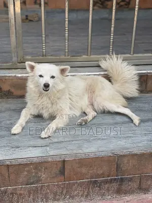 1+ year Female Purebred American Eskimo