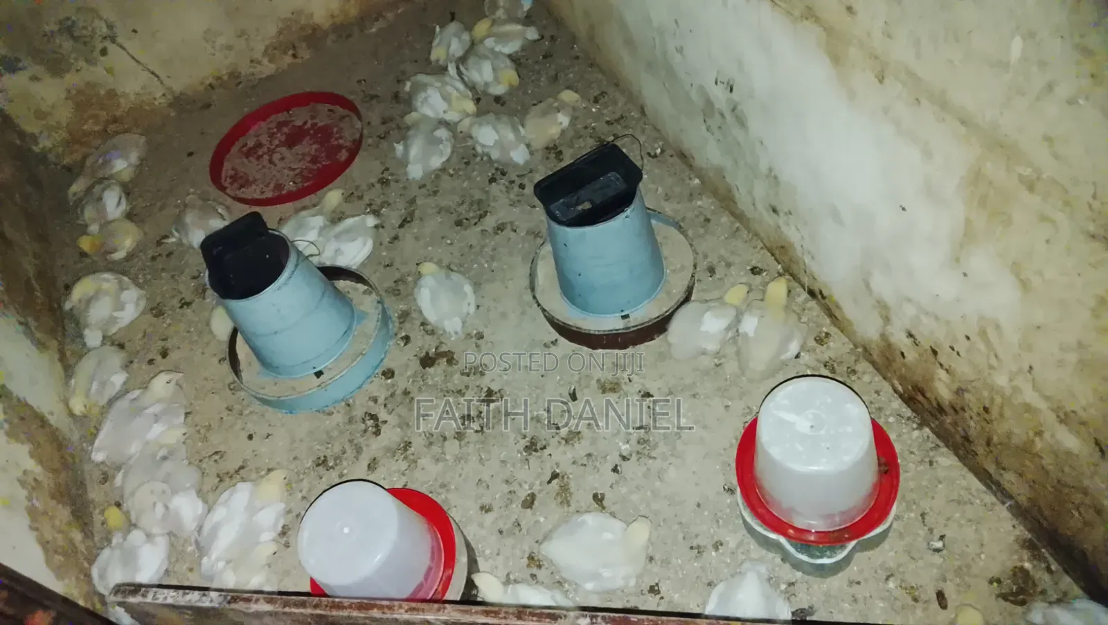 2 Weeks Old Chicks/ Vaccinated Chicks