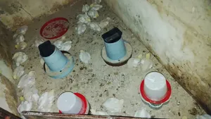 2 Weeks Old Chicks/ Vaccinated Chicks