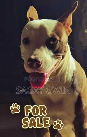 1+ year Male Purebred American Pit Bull Terrier