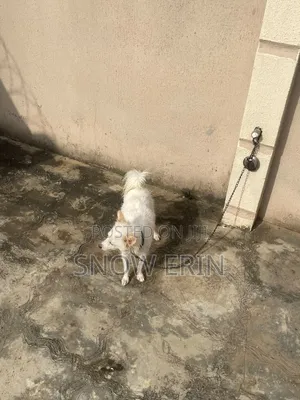 1+ year Female Purebred American Eskimo