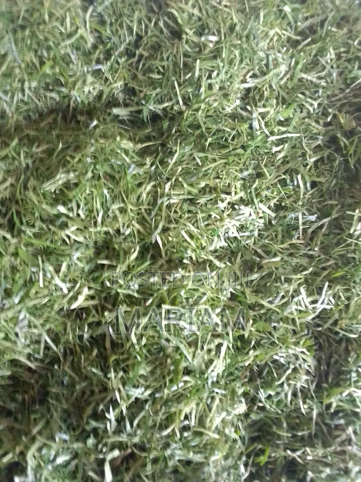 Afang in Large Quantities