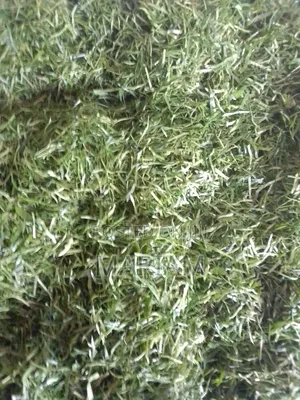 Afang in Large Quantities