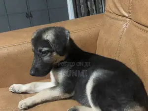 1-3 months Male Purebred German Shepherd