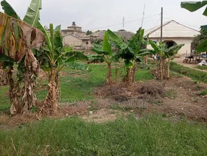 Emmy Dynamite Homes