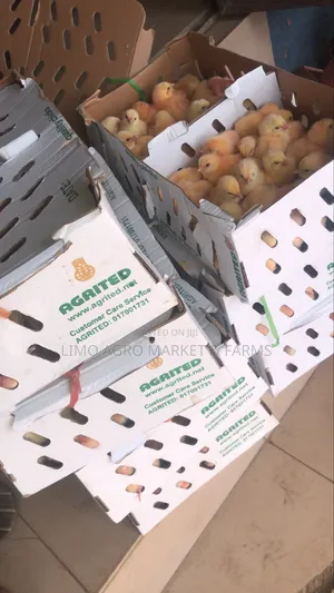 Day-Old Chicks,Broilers, Turkeys, Veterinary Drugs & Poultry Equipment