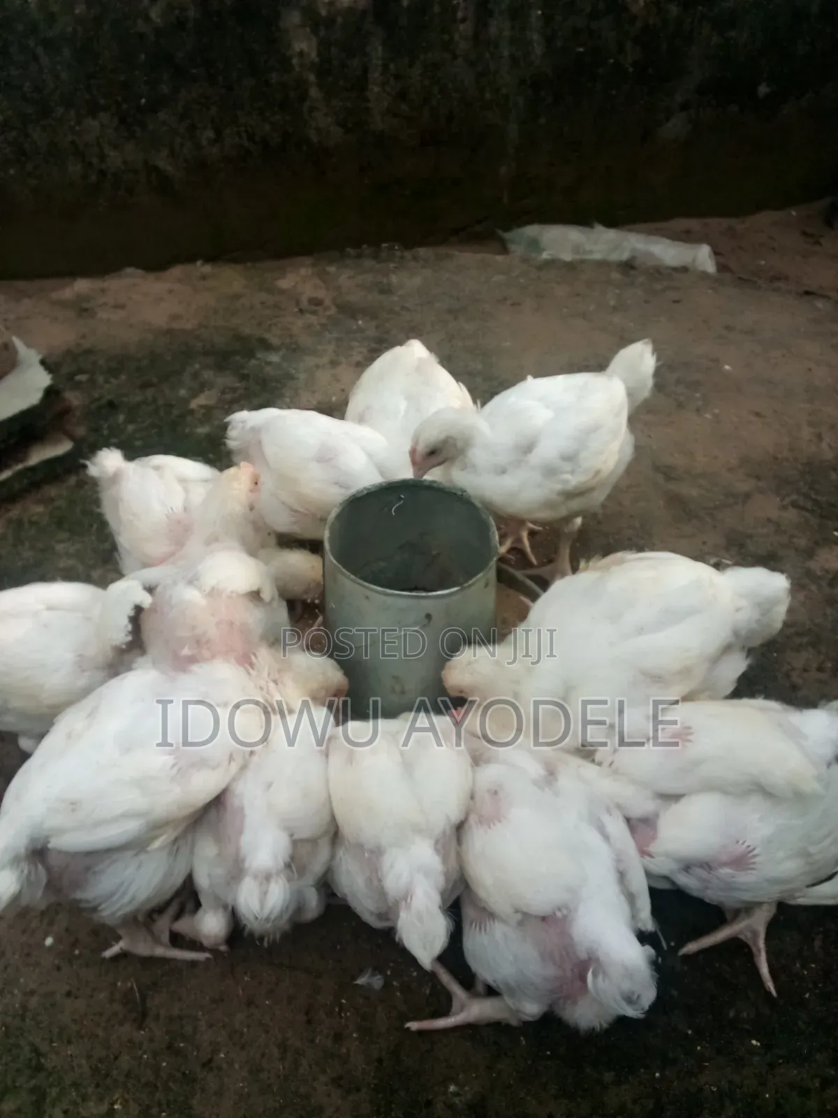 Broilers Available for Sale