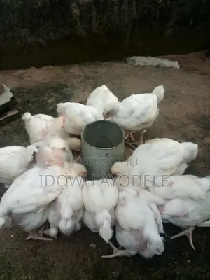 Broilers Available for Sale