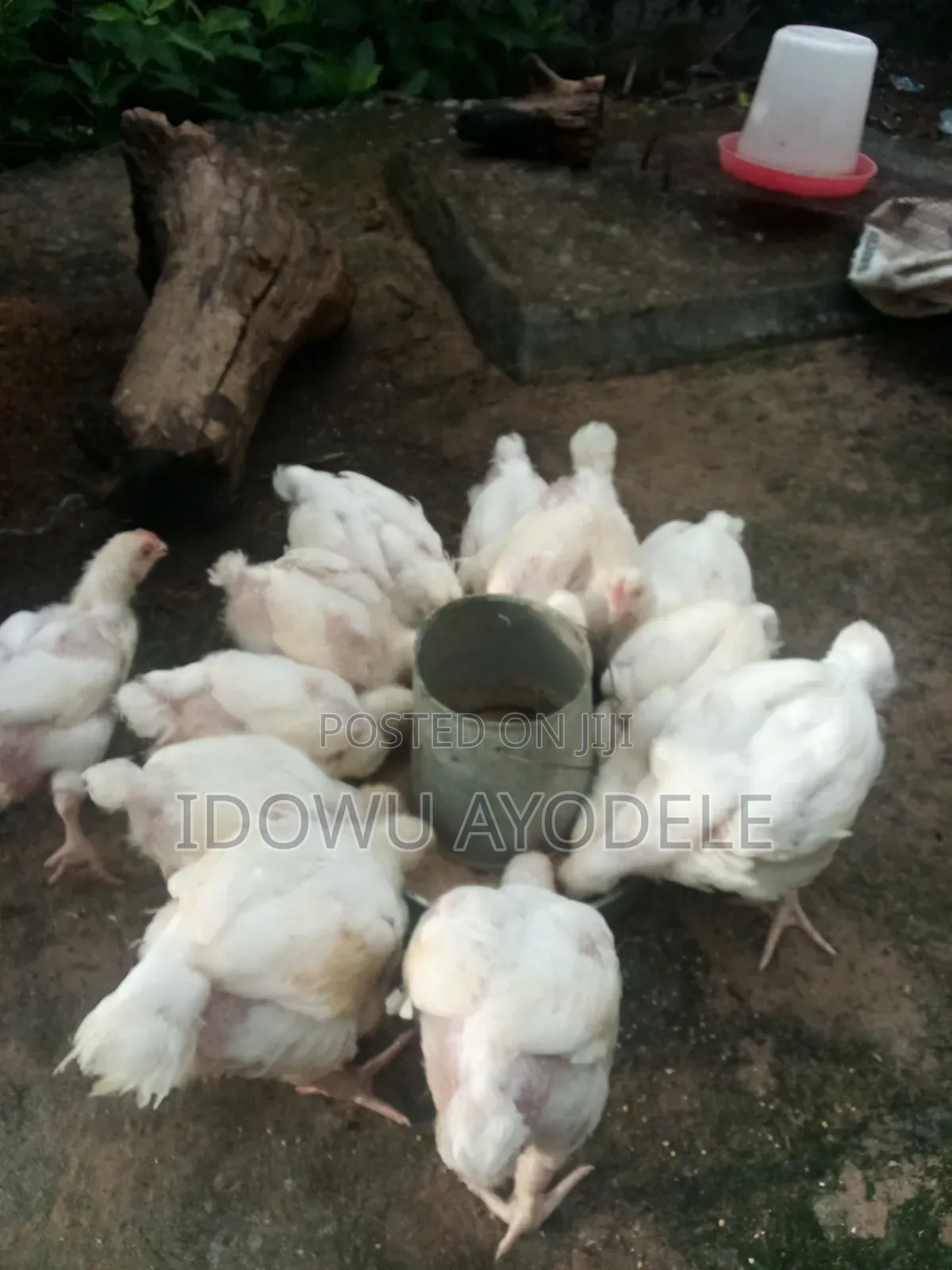 Broilers Available for Sale