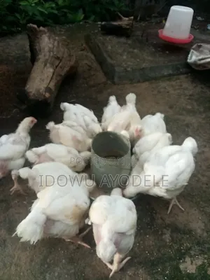 Broilers Available for Sale