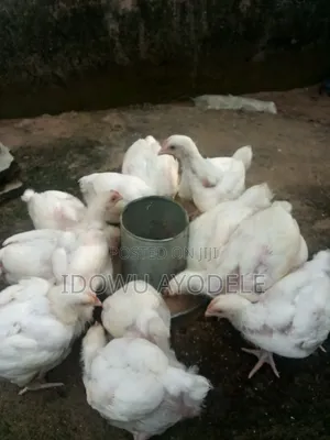 Broilers Available for Sale