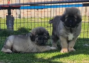 1-3 months Female Purebred Caucasian Shepherd