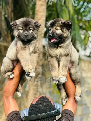 1-3 months Female Purebred Caucasian Shepherd