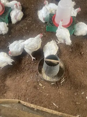Healthy Broilers
