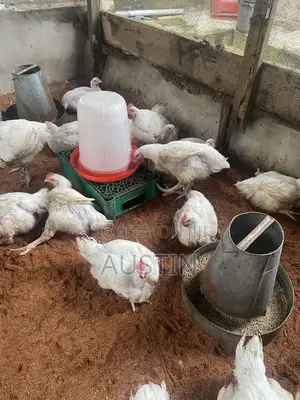 Healthy Broilers