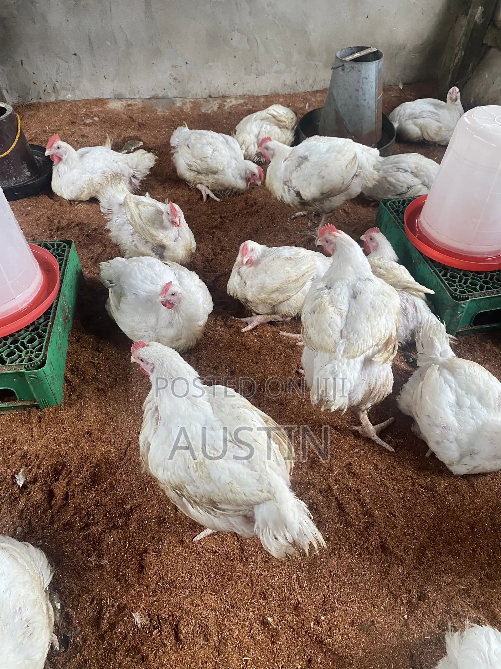 Healthy Broilers