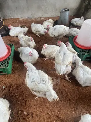 Healthy Broilers