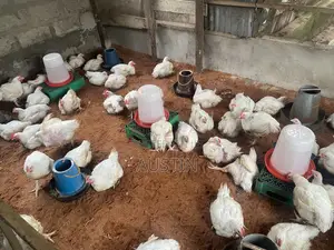 Healthy Broilers