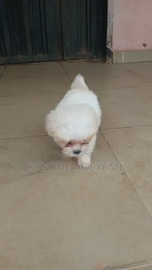 1-3 months Male Purebred Lhasa Apso