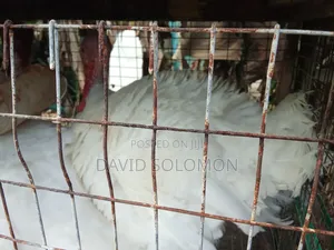Live Turkey Turkey