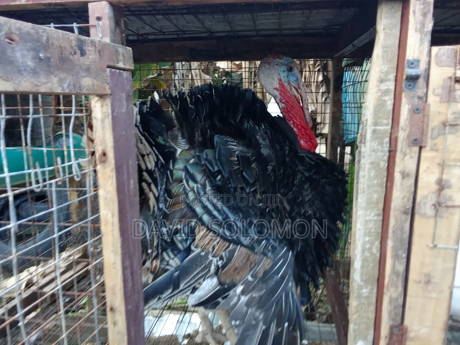 Live Turkey Turkey
