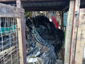 Live Turkey Turkey