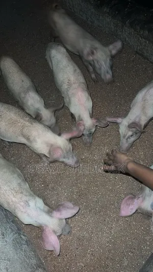 Pigs for Sale