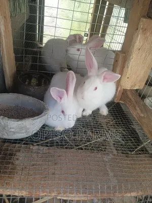 Rabbit for SALE in Osogbo