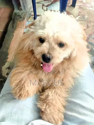 1-3 months Male Purebred Lhasa Apso