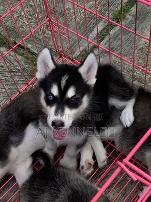 1-3 months Female Purebred Siberian Husky
