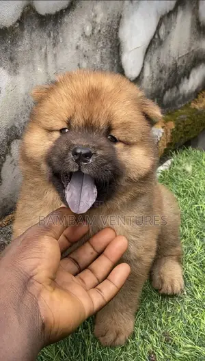 1-3 months Female Purebred Chow Chow