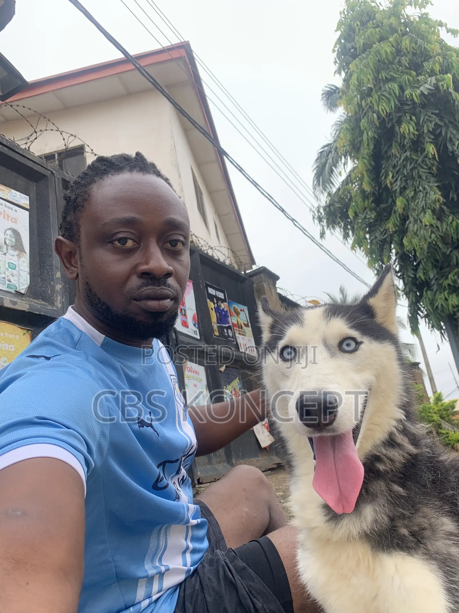 Siberian Husky Active and Ready to Impregnate Your Bitches.