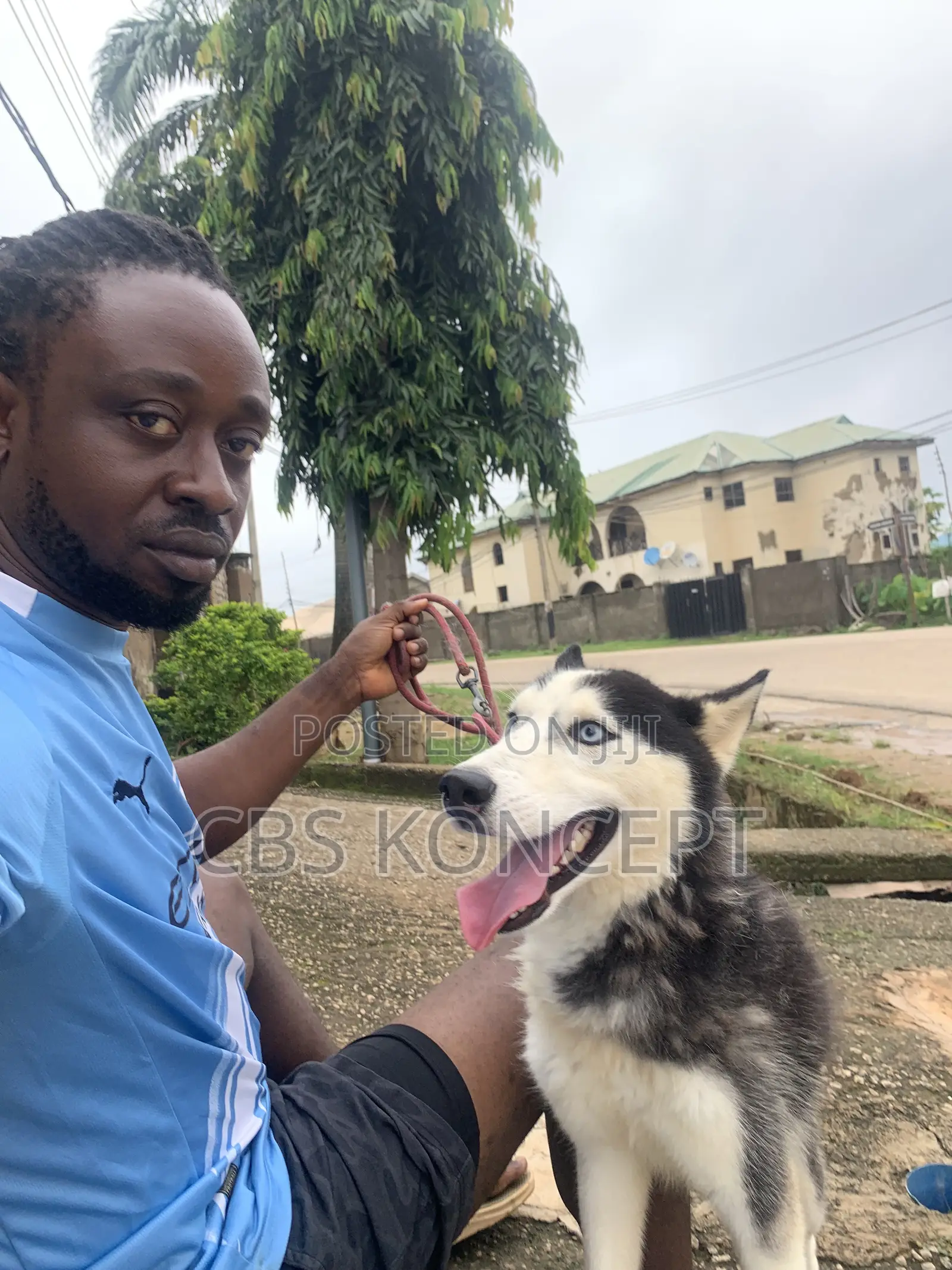 Siberian Husky Active and Ready to Impregnate Your Bitches.