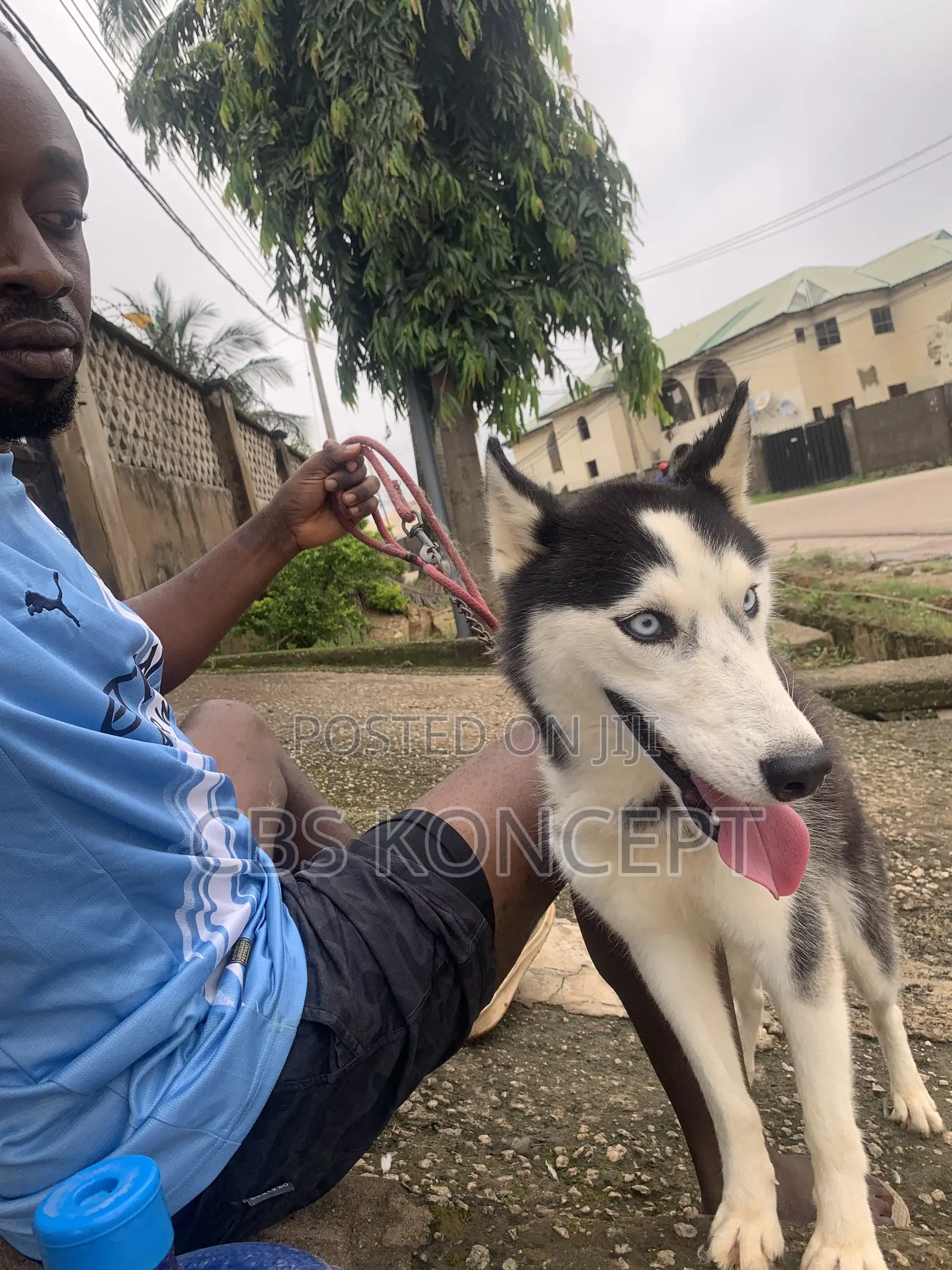 Siberian Husky Active and Ready to Impregnate Your Bitches.