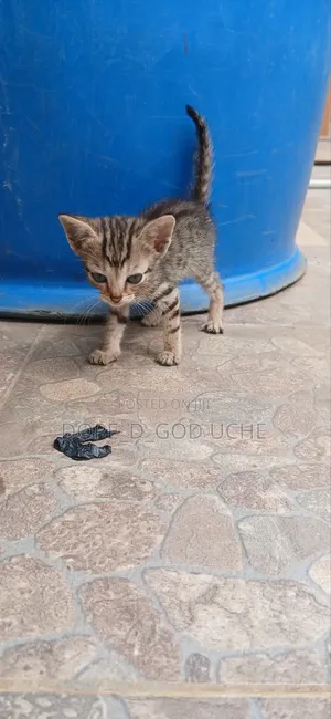 0-1 month Female Mixed Breed Tabby