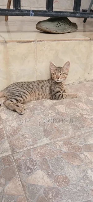 1-3 months Male Purebred Tabby