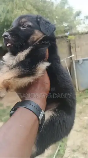 1-3 months Male Purebred German Shepherd