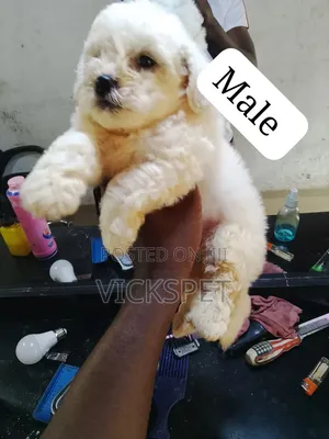 1-3 months Female Purebred Lhasa Apso
