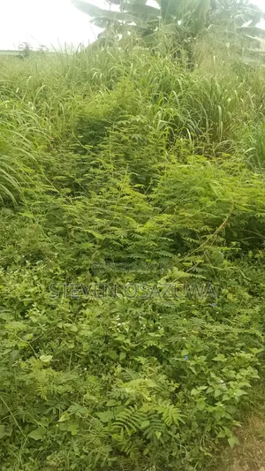 A 50ft by 100 Ft Right in a Fenced Compound at Okhumwun Community