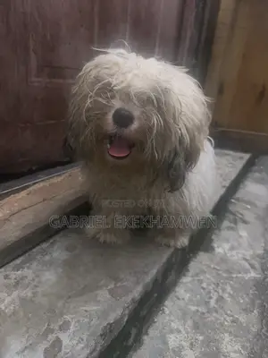 3-6 months Female Purebred Lhasa Apso